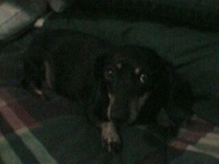 mitzy4.jpg (19262 bytes)